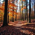 Autumn Forest Trail