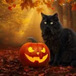 Black Cat and Pumpkin Love