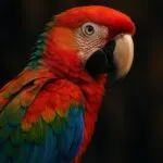 Colorful Parrot Close-Up