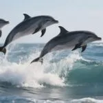 Dolphins Jumping Waves