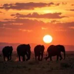 Elephant Herd at Sunset