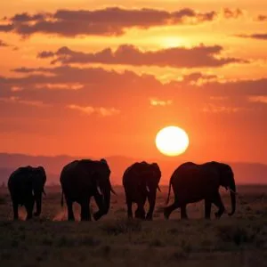Elephant Herd at Sunset