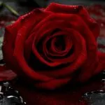Gothic Rose and Vampire Love