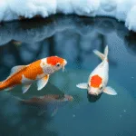 Koi Fish Swimming in a Pond
