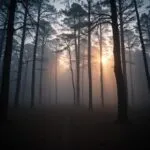 Misty Forest at Twilight