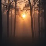 Misty Sunrise in the Forest