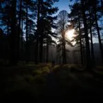 Moonlit Forest Glade