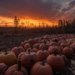 Pumpkin Patch Sunset