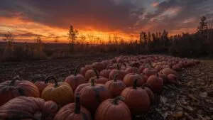 Pumpkin Patch Sunset