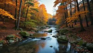 River Through Autumn Woods