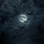 Spooky Bats in the Night Sky