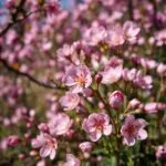 Spring Blooming Flowers