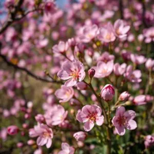 Spring Blooming Flowers