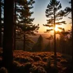 Sunrise Through Pine Forest