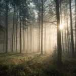 Misty Forest in the Morning