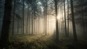 Misty Forest in the Morning