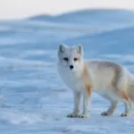 Arctic Fox in Snowy Tundra