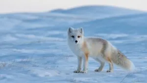 Arctic Fox in Snowy Tundra