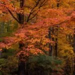 Autumn Colors Vibrant Tree Leaves Forest