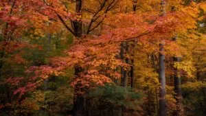 Autumn Colors Vibrant Tree Leaves Forest