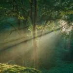 Deep Forest Sunlight Beams Photo