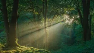 Deep Forest Sunlight Beams Photo