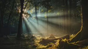 Forest Light Shafts
