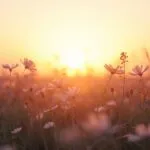 Golden Hour Flower Field Photo