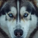 Husky Portrait Intense Gaze