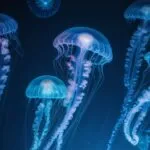 Jellyfish Glowing in Deep Ocean Water