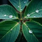 Macro Water Droplets Green Leaf Symmetry Detail