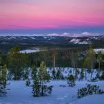Northern Forest Taiga Pine Trees Snow
