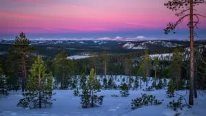 Northern Forest Taiga Pine Trees Snow