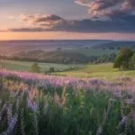 Sunlit Meadows in Bloom