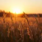 Sunset Field Tall Grass Flowing Wind