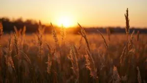 Sunset Field Tall Grass Flowing Wind