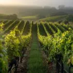 Vineyard Rows Morning Mist Sun Rays