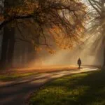 Autumn Foggy Morning Walk Park Solitude