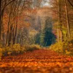 Autumn Leaves Falling on Forest Path