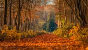 Autumn Leaves Falling on Forest Path