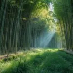 Bamboo Grove Sunlight Rays Tranquil Scene