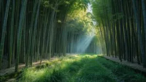 Bamboo Grove Sunlight Rays Tranquil Scene