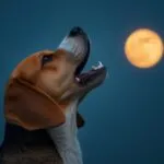 Beagle Howling at the Moon Funny