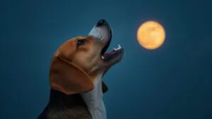 Beagle Howling at the Moon Funny