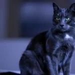 Black Cat With Green Eyes