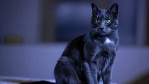 Black Cat With Green Eyes