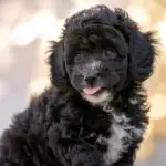 Black Poodle Puppy Fluffy