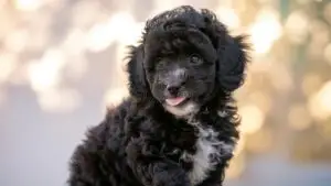 Black Poodle Puppy Fluffy
