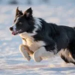 Border Collie Running in Snow