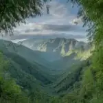 Bright Green Bamboo Forest With Soft Light